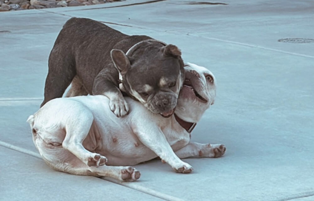 Murrieta Veterinarian