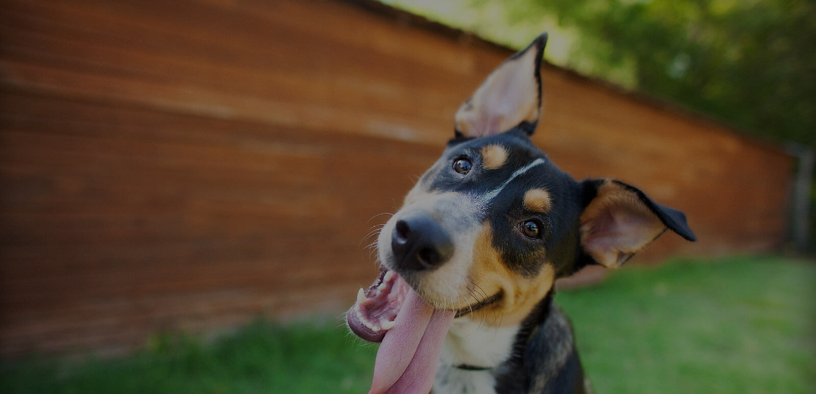 Emergency vet in Murrieta