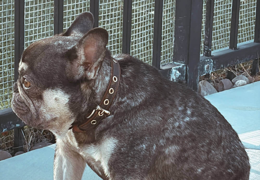 Full Services Veterinarian in Murrieta