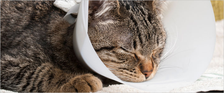 Tabby cat resting with a cone collar while recovering from anesthesia at a clinic in Murrieta