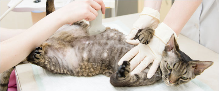 Veterinarian performing a pregnancy ultrasound on a tabby cat for reproductive medicine services in Murrieta