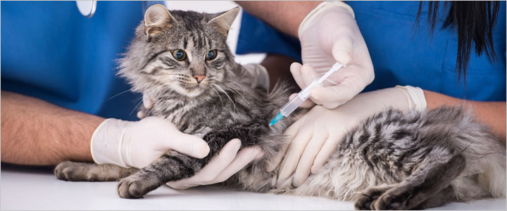 Veterinary team administering a vaccine to a gray tabby cat at a clinic in Murrieta