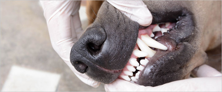 Veterinarian examining a dog's teeth during a dental care appointment in Murrieta