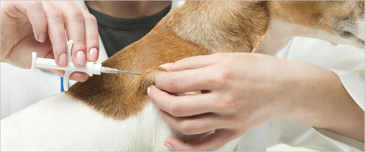 Veterinarian implanting a microchip into a dog at a clinic in Murrieta