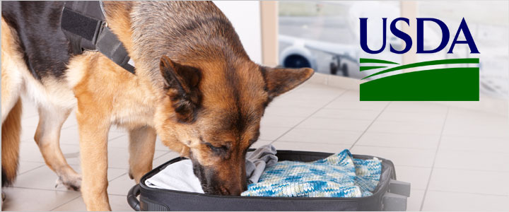 German Shepherd inspecting luggage at an airport, representing USDA accredited veterinary services in Murrieta