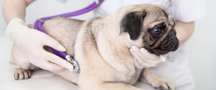 Veterinarian examining a Pug with a stethoscope during a heartworm prevention checkup in Murrieta