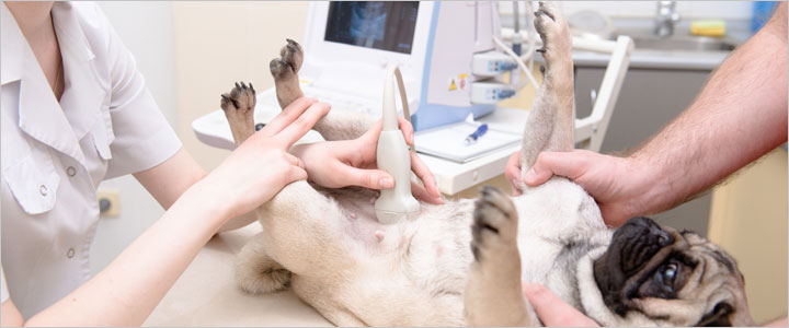 Veterinary team performing an ultrasound on a Pug at a clinic in Murrieta