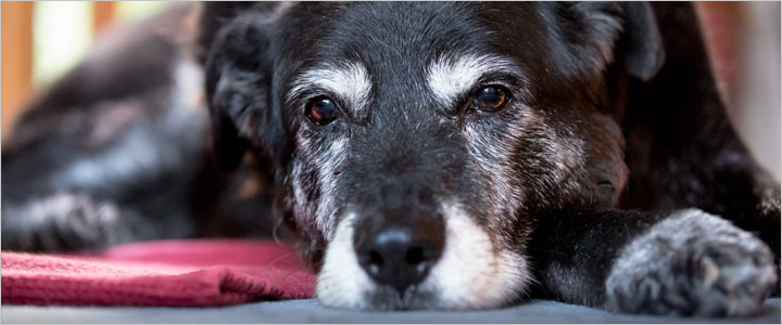Close-up of a gray-muzzled senior black dog resting on a blanket, representing senior pet care in Murrieta