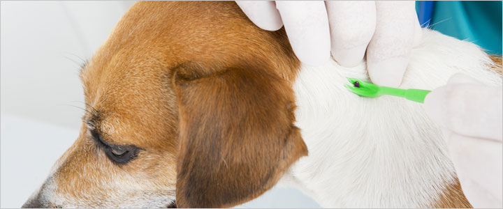 Veterinarian removing a tick from a Beagle's ear, representing flea and tick prevention in Murrieta