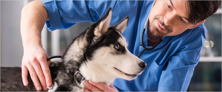 Veterinarian listening to a Siberian Husky's heartbeat during a wellness exam in Murrieta