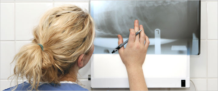 Veterinarian reviewing a pet X-ray on a light board for diagnostic imaging in Murrieta