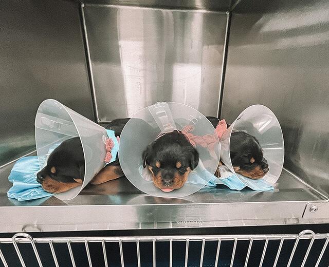 Low Cost Spay/Neuter